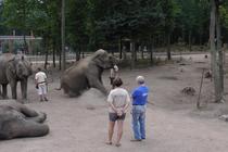 Im Tierpark meiner Heimatstadt Nyíregyháza, in Ungarn